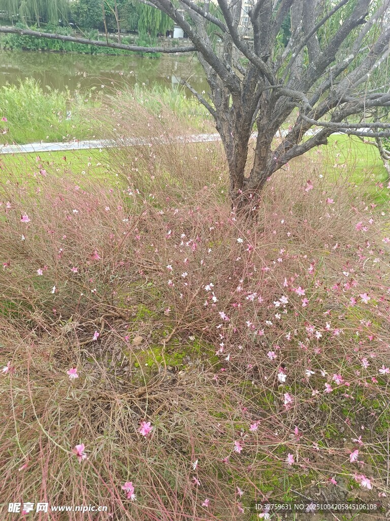 樹下落花景