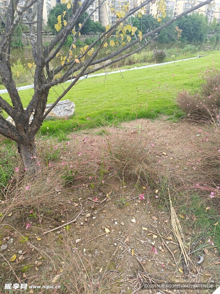 戶外光禿樹(shù)木與草地景觀