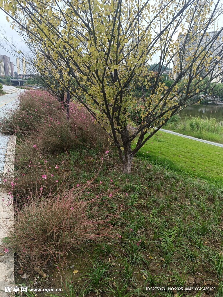 春日路旁綠植景觀