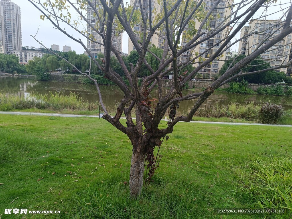 公園中光禿樹木與綠地