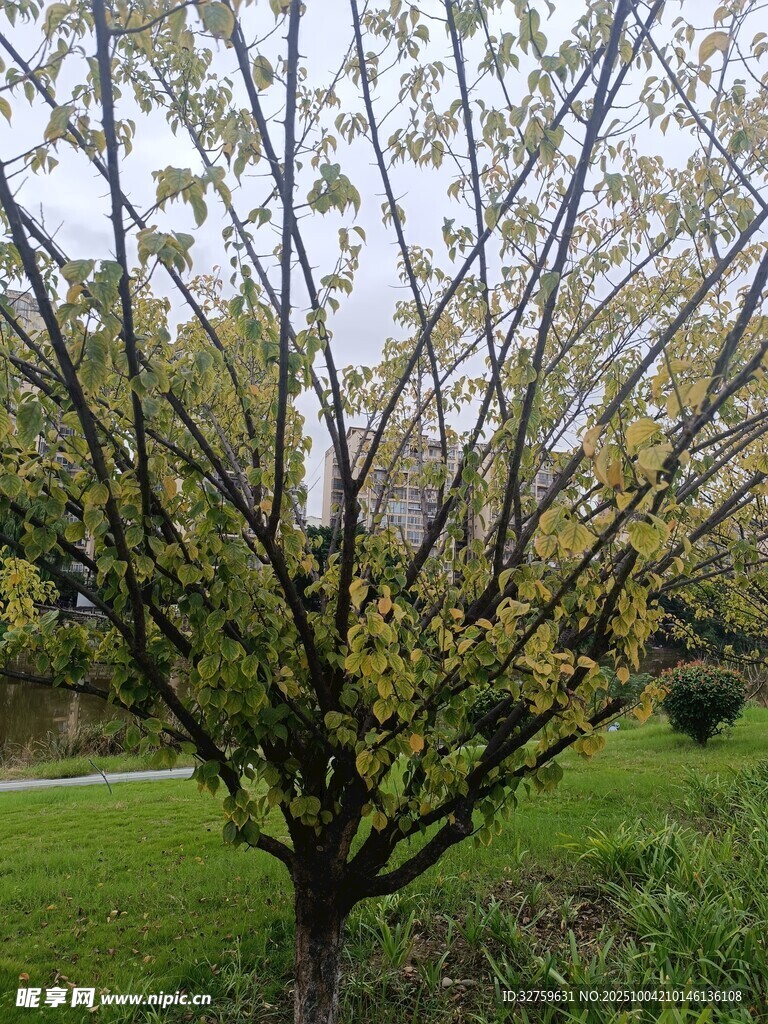 春日繁花樹