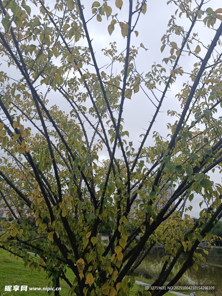 枝頭嫩綠初綻的樹木