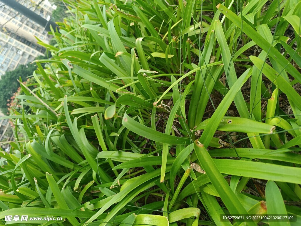 翠綠蔥蘢的植物景觀