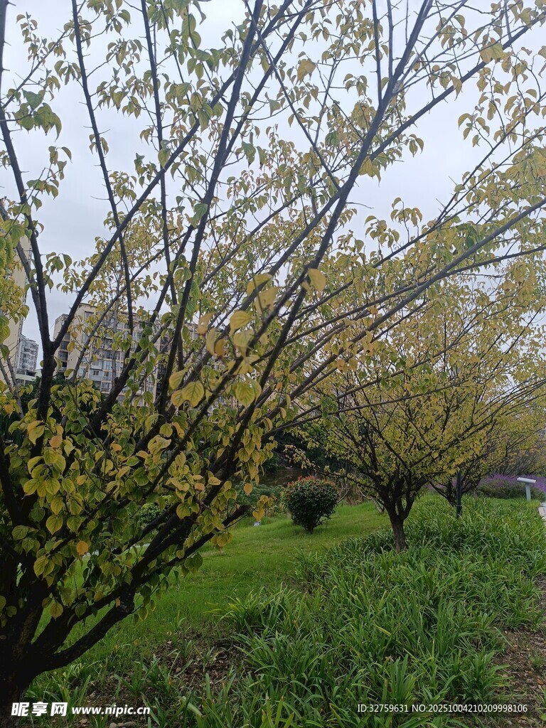 春日繁花滿枝的蔥郁樹木