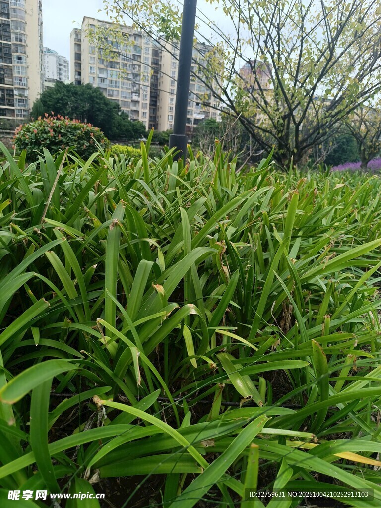 翠綠草叢中的生機景象