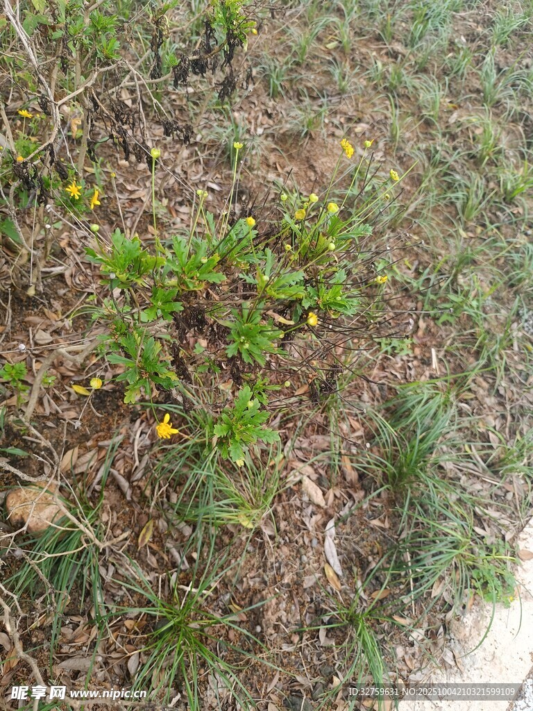 地面生長的綠色植物