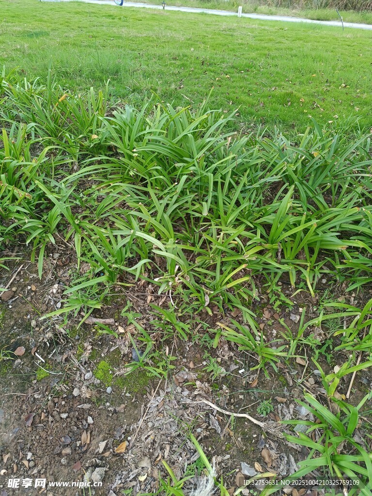 草地中的嫩綠植物