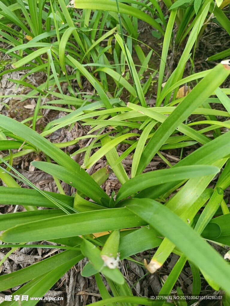 嫩綠生機勃勃的青草