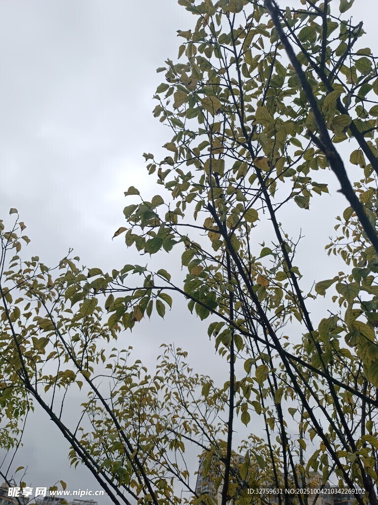 仰視下的繁茂樹木枝葉