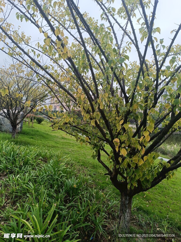 春日繁花盛開的樹木景觀