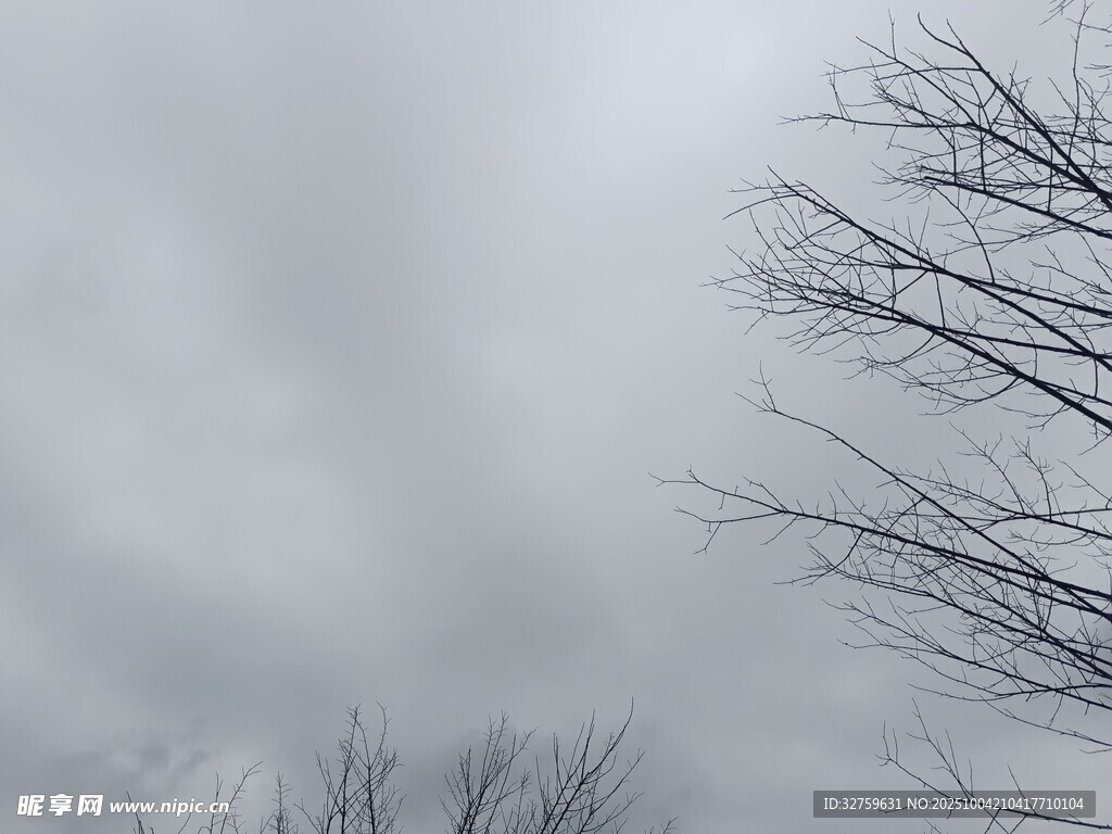 冬日枯樹與陰沉天空