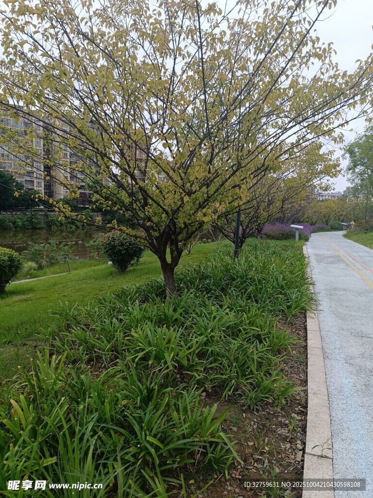 路邊春日綠植景觀