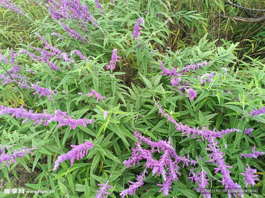 紫色鼠尾草植物景觀