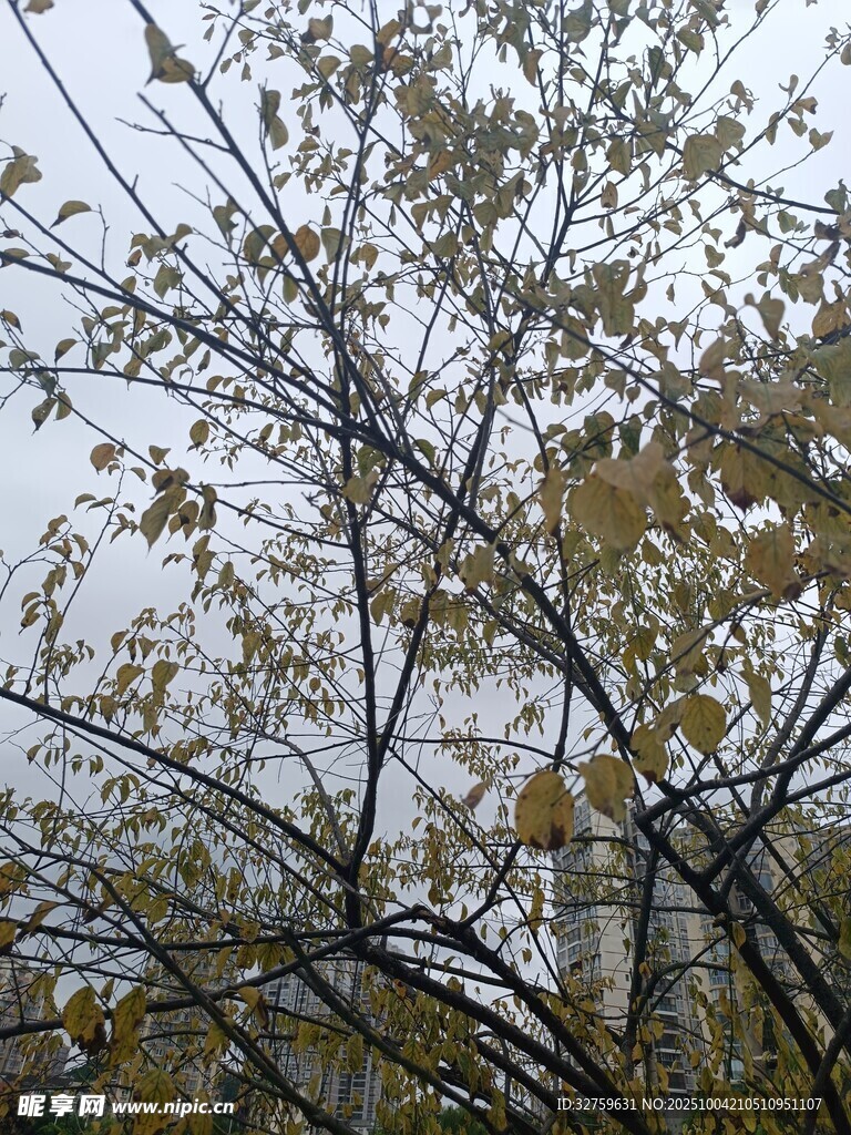 秋日樹枝與朦朧背景景象