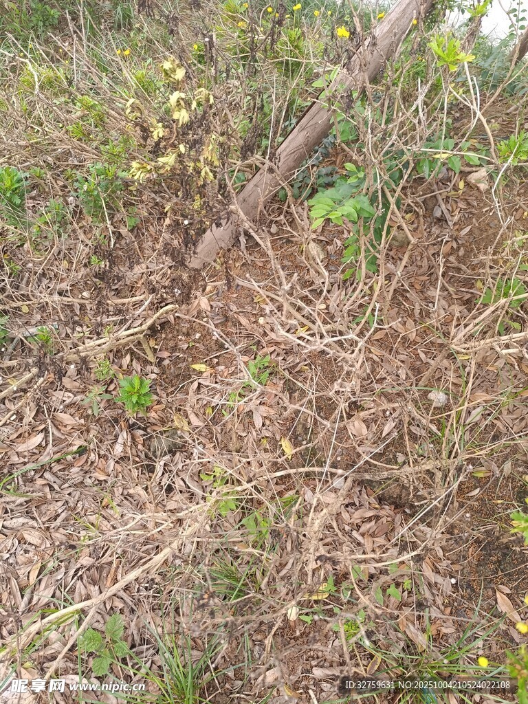 野外枯黃雜草景象