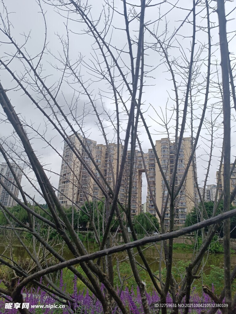 雨中樹(shù)林與遠(yuǎn)處高樓景觀
