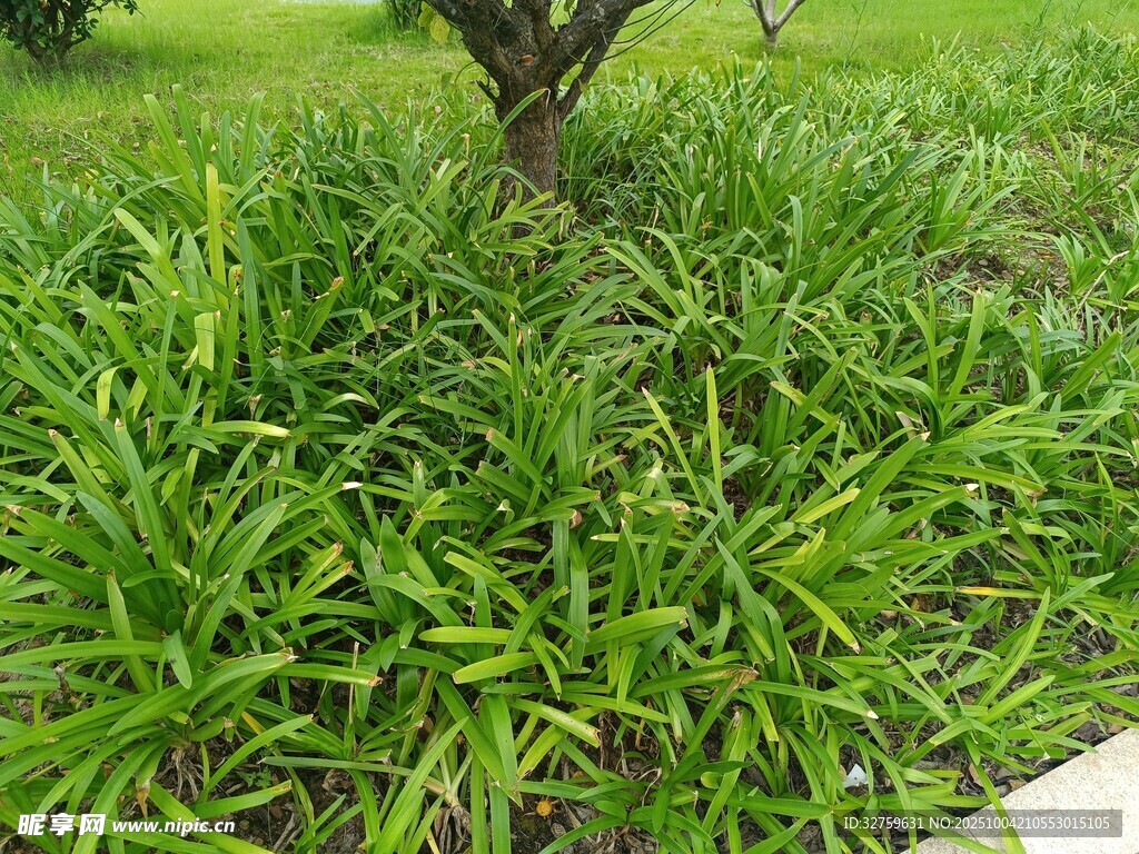 樹下蔥郁綠草景觀