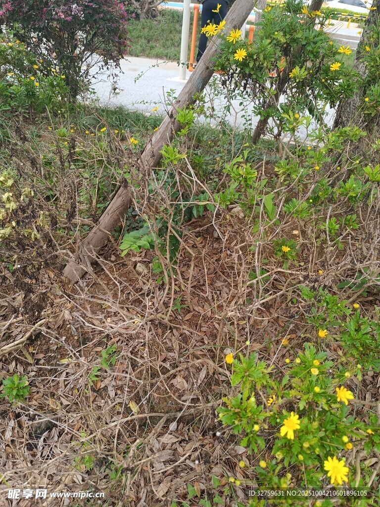 戶外綠植與黃色小花景觀