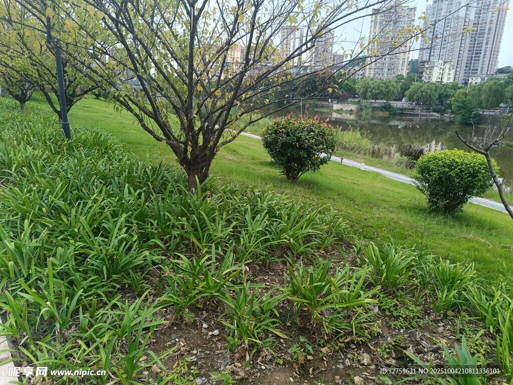 城市公園中的綠植景觀