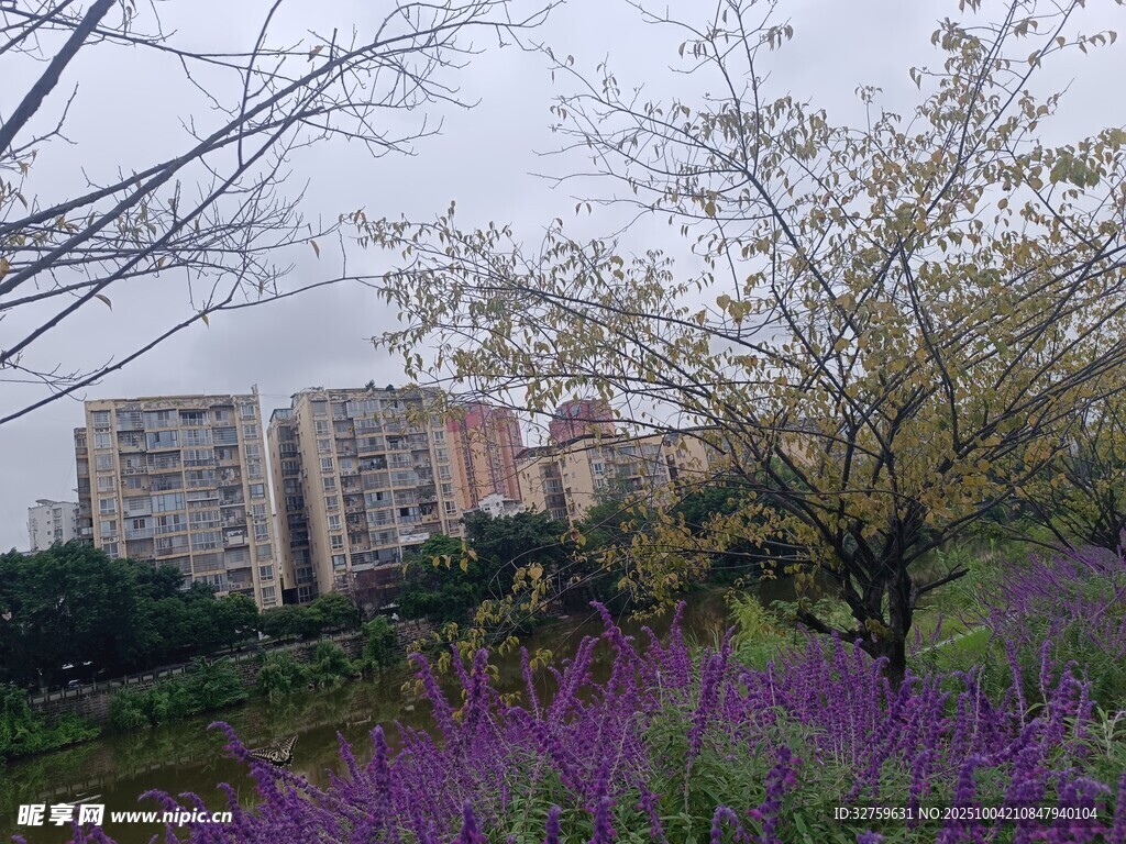 城市中綻放的紫色花卉景觀