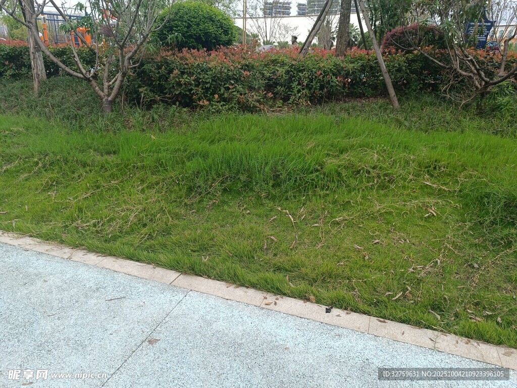 路邊綠意盎然的草地與灌木