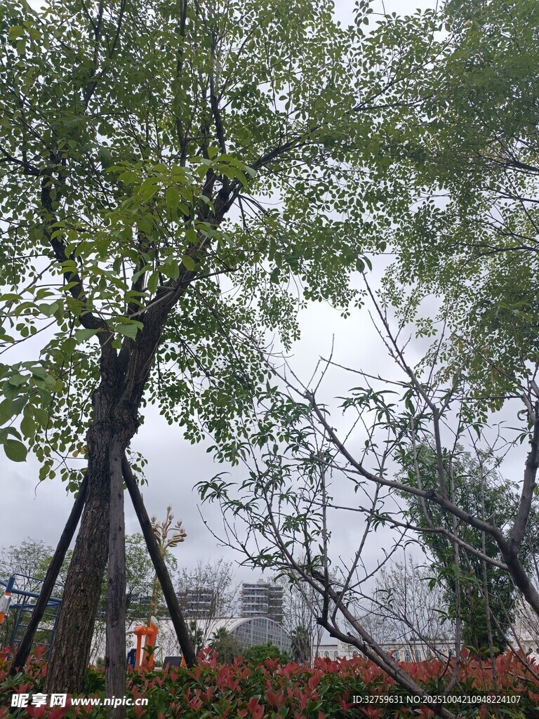 雨中樹(shù)木景致