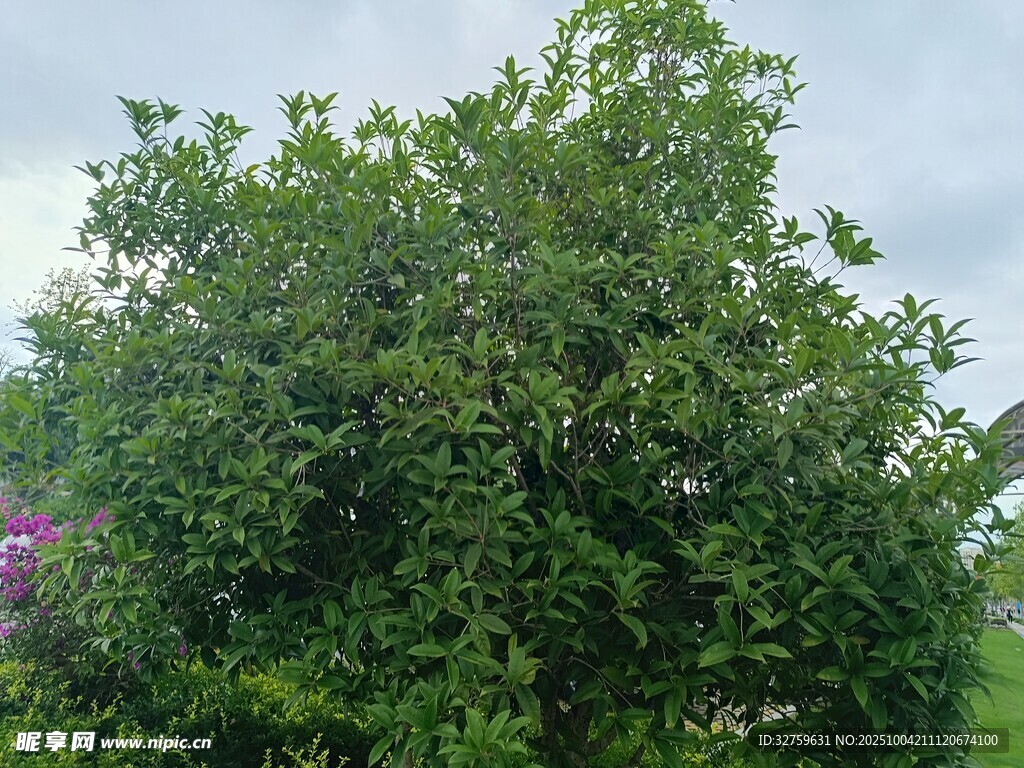 茂盛綠樹 