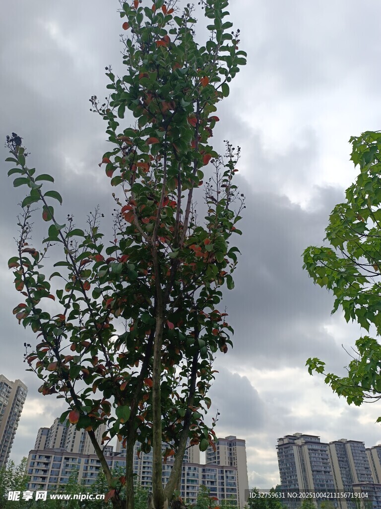 城市中枝葉繁茂的綠樹