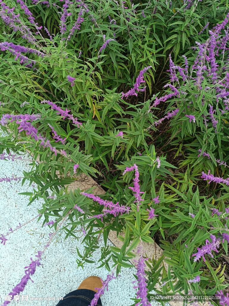 紫色花卉植物特寫(xiě)