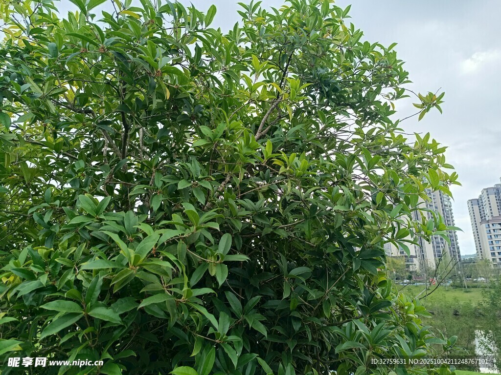 繁茂綠植與遠處高樓景觀