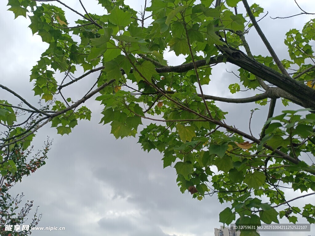 綠葉襯灰天的清新景致