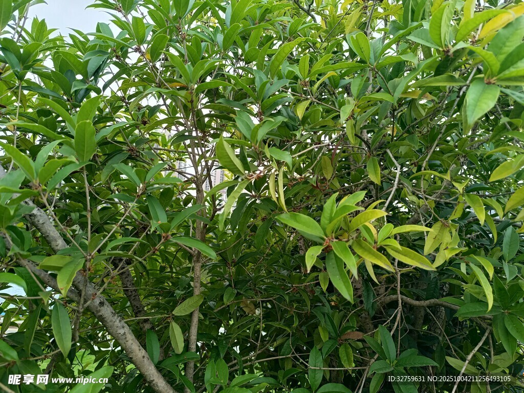 繁茂綠植特寫