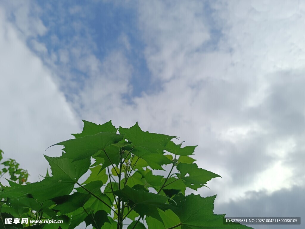 綠葉襯天 