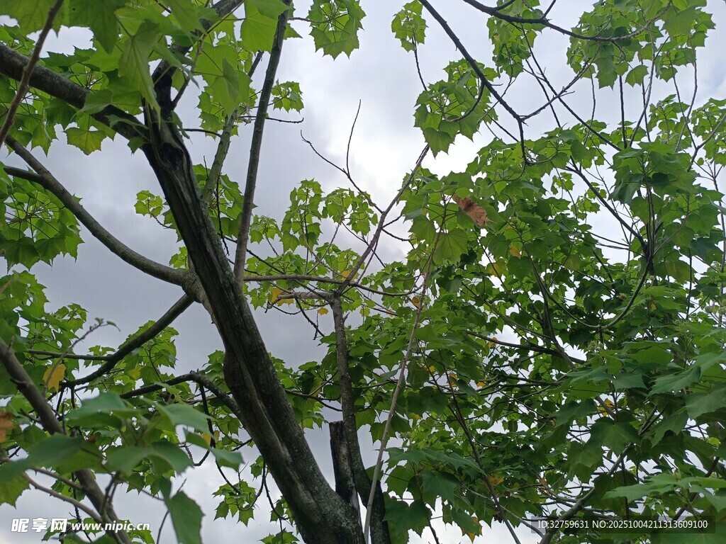 枝葉繁茂的樹(shù)梢