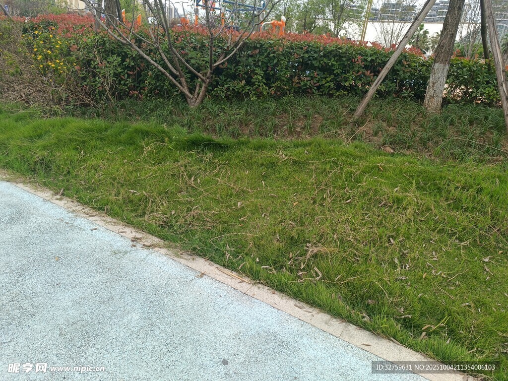 路邊綠意盎然的草地景觀
