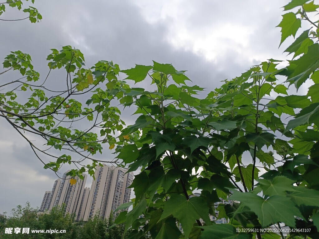 綠葉間的城市建筑景觀