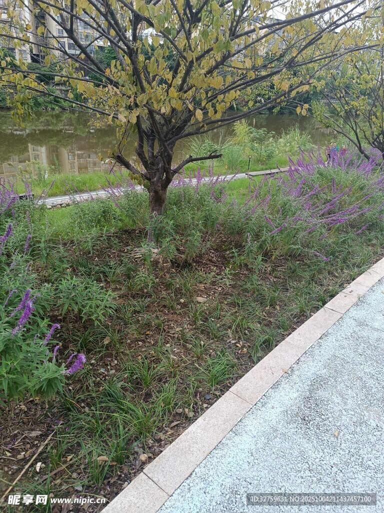 路邊綻放的花草樹木