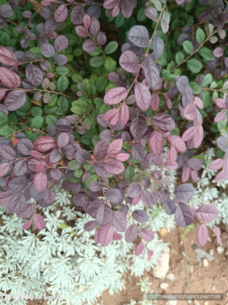 多彩植物葉片特寫