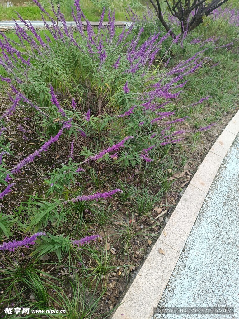 路邊紫色花草景觀