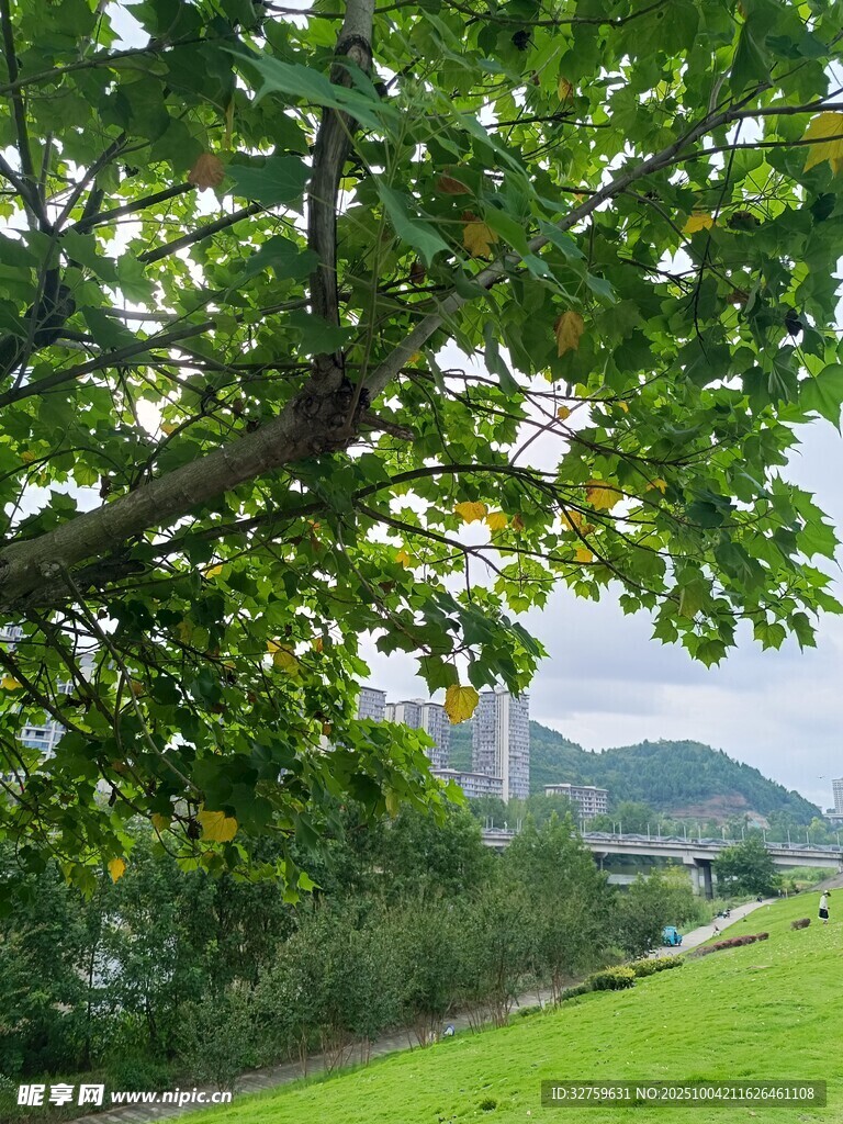 綠蔭下的草地與遠(yuǎn)處景致