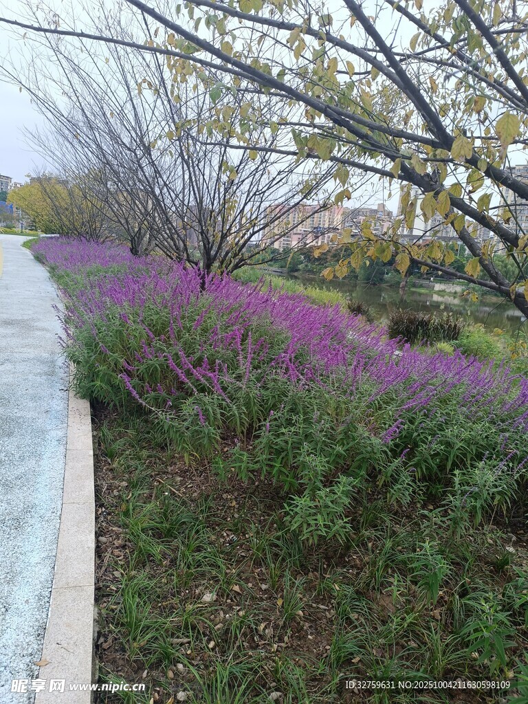 路邊綻放的紫色花叢
