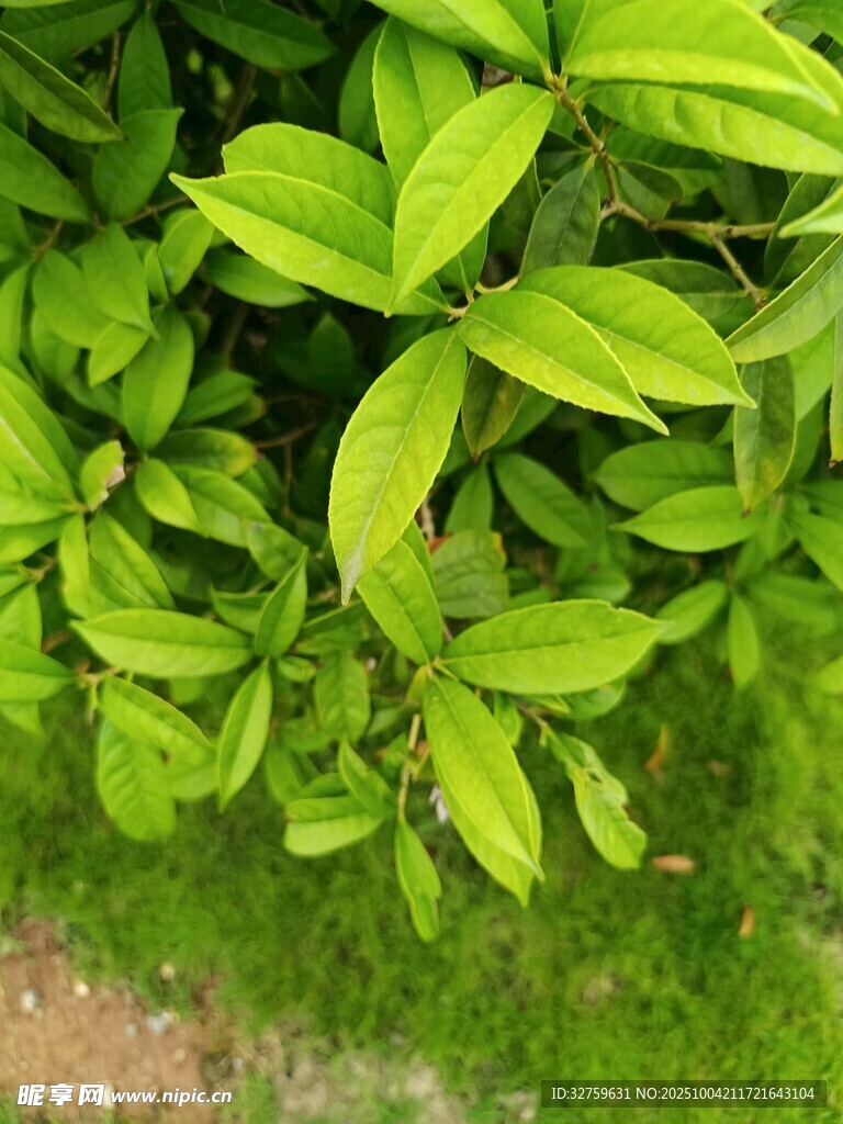 翠綠葉片展現(xiàn)勃勃生機