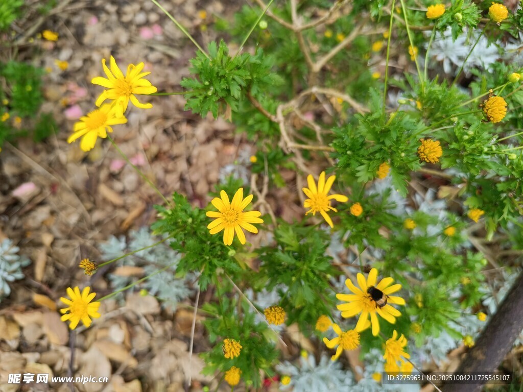 黃色小花綻放于綠植間