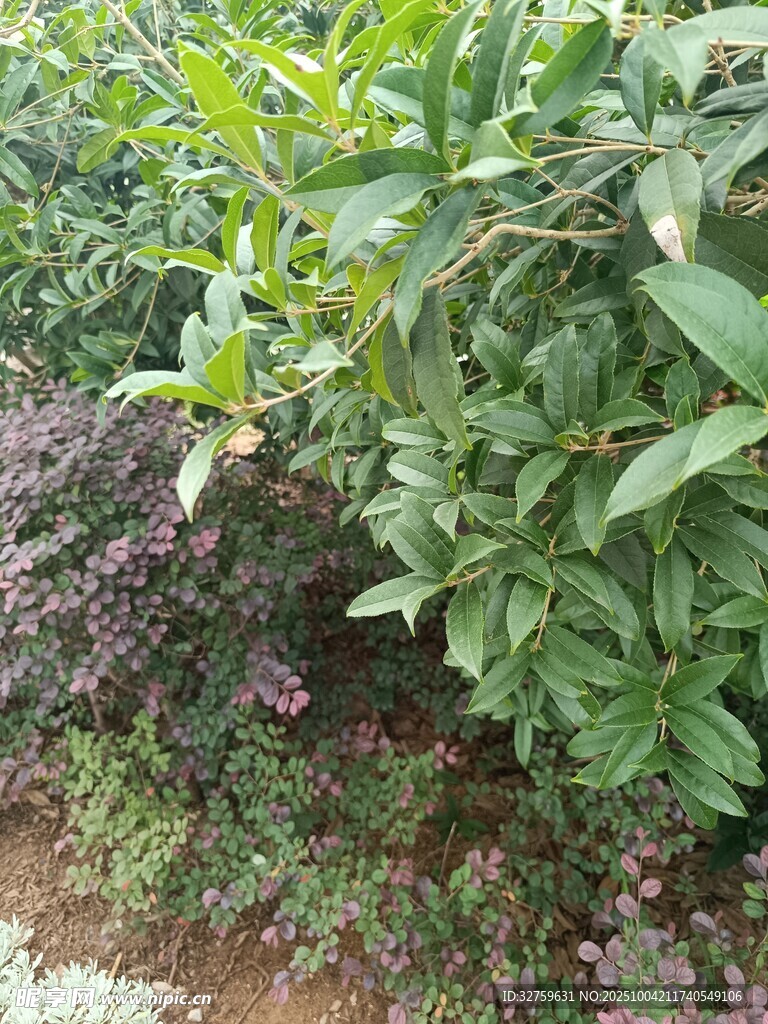 綠葉與紫色植物景觀
