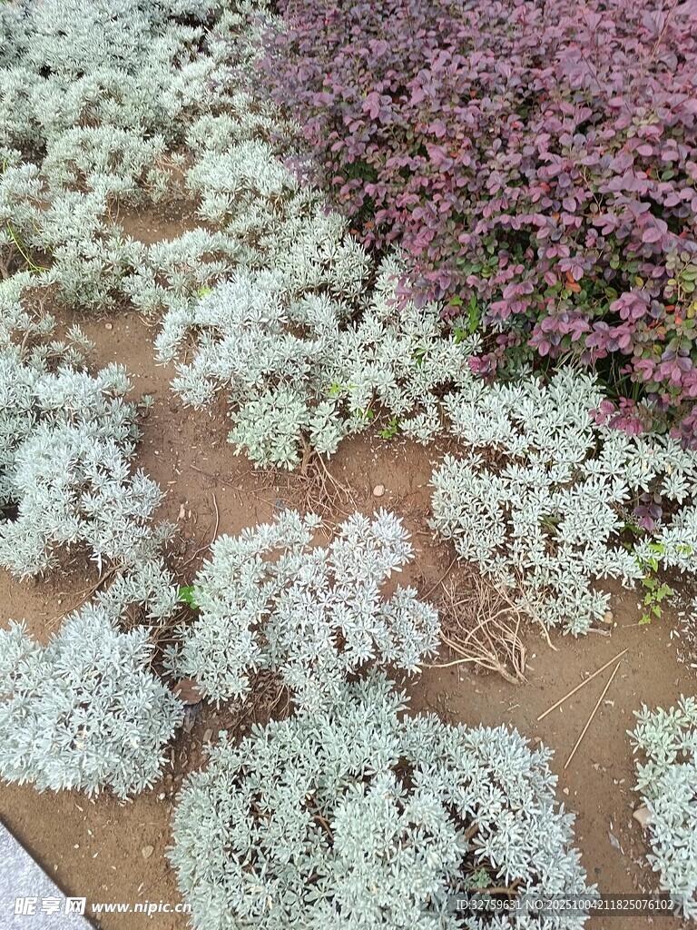 多彩花卉地面景觀