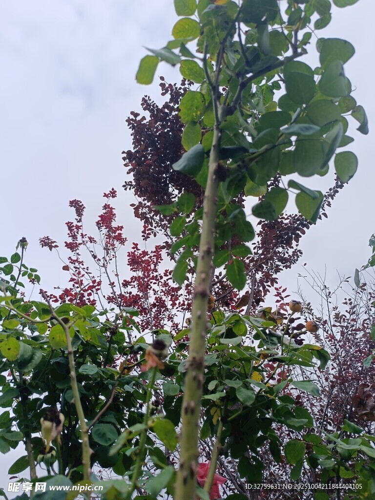 繁茂花叢中的多彩植物