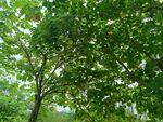 夏日蔥郁綠樹(shù)風(fēng)景