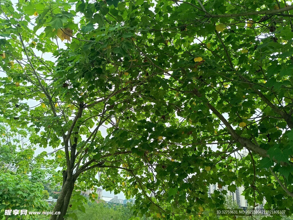 夏日蔥郁綠樹風(fēng)景