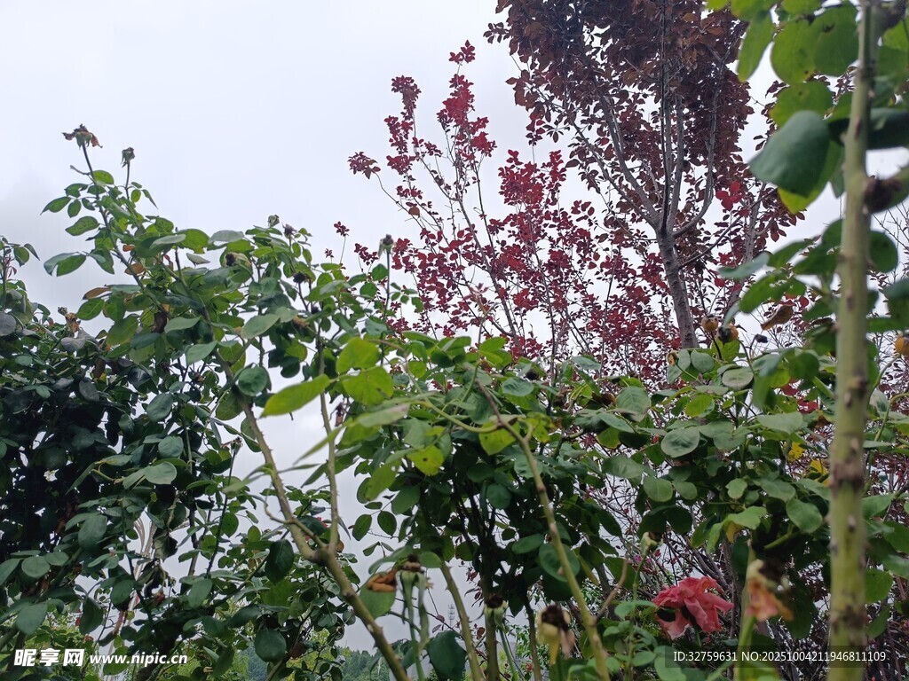 多彩繁茂的花園植物景觀