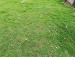翠綠草坪